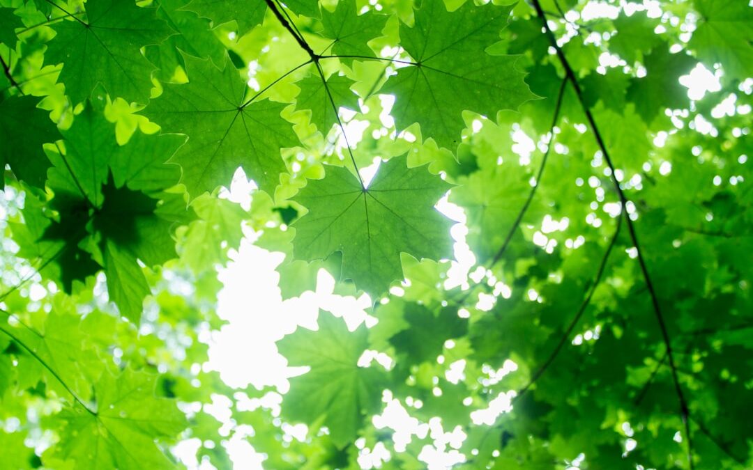 Los secretos de la fotografía en el bosque: técnicas avanzadas